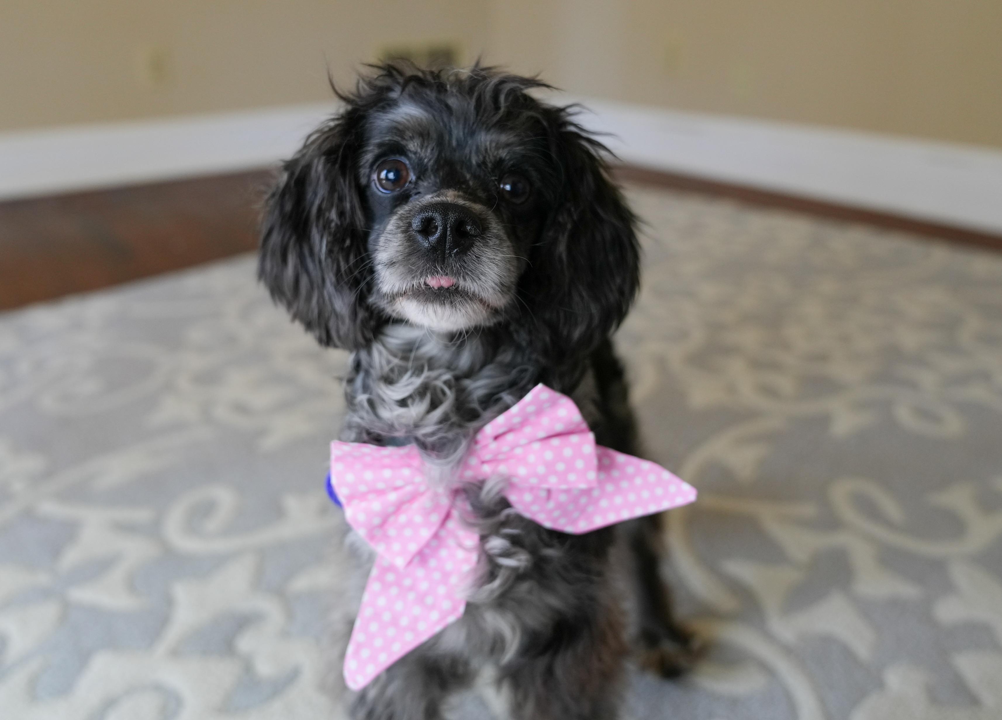 Pickles, a ADOPTABLE mixed breed in Atlanta, GA image 3/5