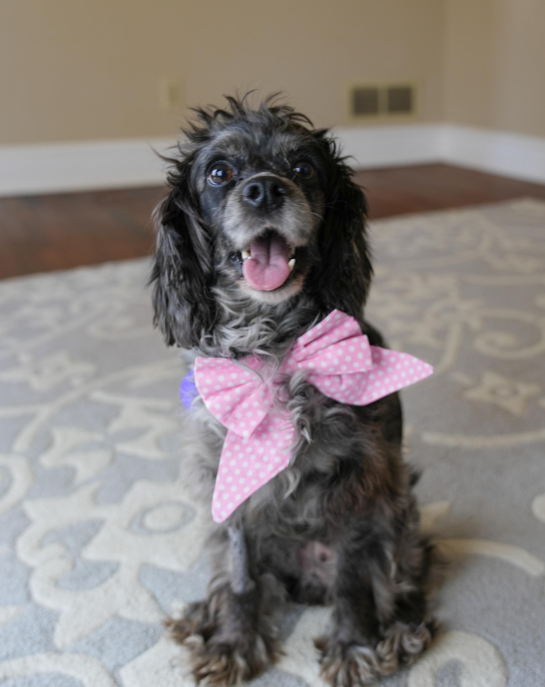 Pickles, a ADOPTABLE mixed breed in Atlanta, GA image 5/5