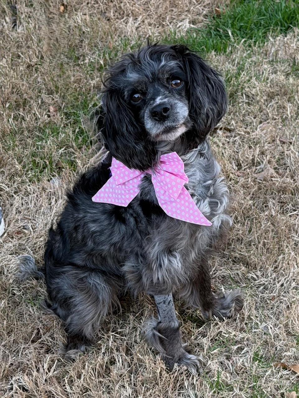 Pickles, a ADOPTABLE mixed breed in Atlanta, GA image 2/5