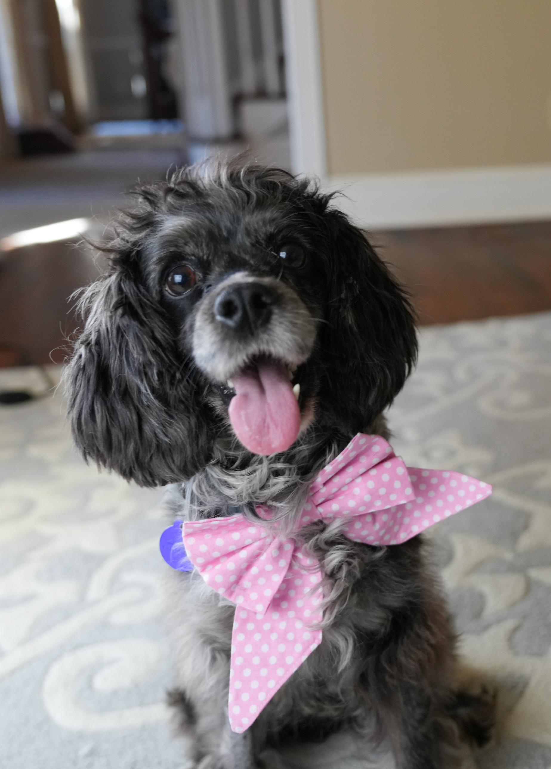 Pickles, a ADOPTABLE mixed breed in Atlanta, GA image 1/5