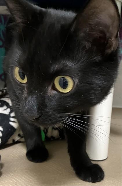 Enlarge HOLIDAY, a Adoptable Domestic Short Hair in Boston, MA image 1/1