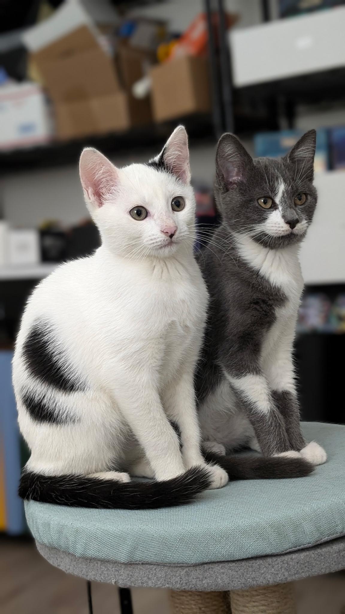 Domino, Adopted, Kitten Male Domestic Short Hair.