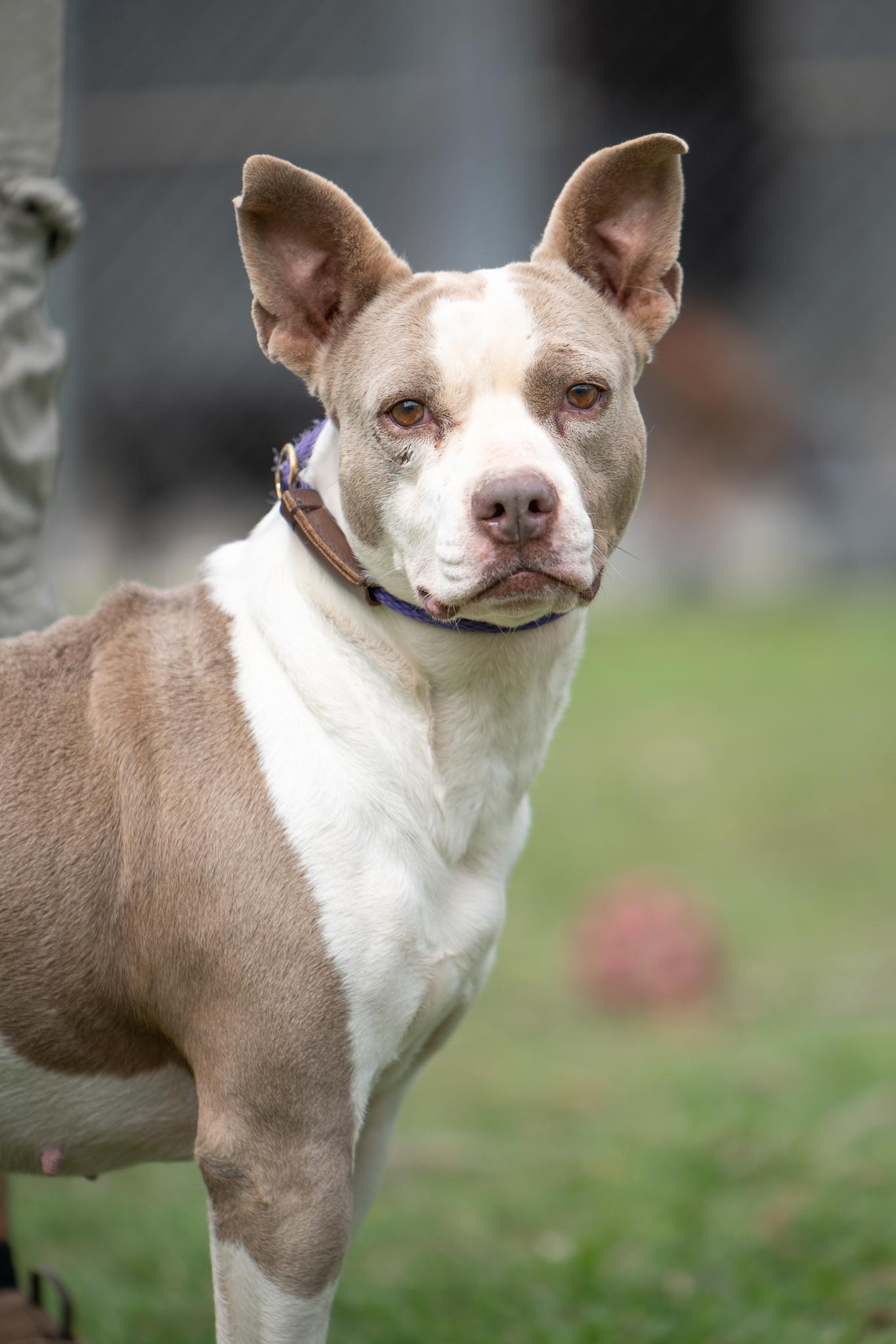 Sasha American Staffordshire Terrier Dog