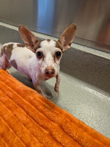 MIA, Adoptable, Senior Female Chihuahua.