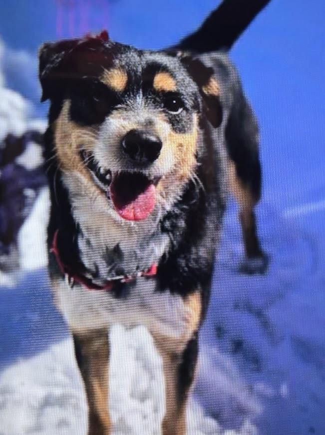 Enlarge Apollo, a ADOPTABLE Mixed Breed in North Myrtle Beach, SC image 6/6