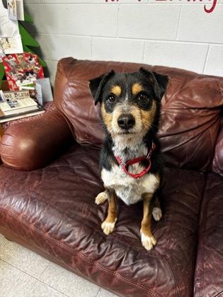 Enlarge Apollo, a ADOPTABLE Mixed Breed in North Myrtle Beach, SC image 4/6