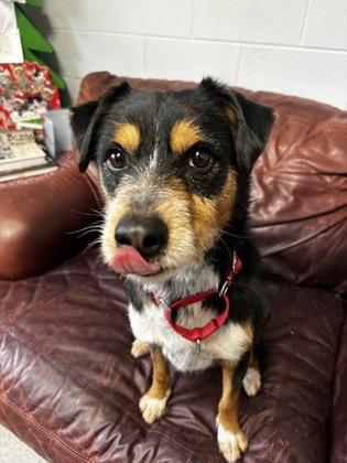 Enlarge Apollo, a ADOPTABLE Mixed Breed in North Myrtle Beach, SC image 1/6