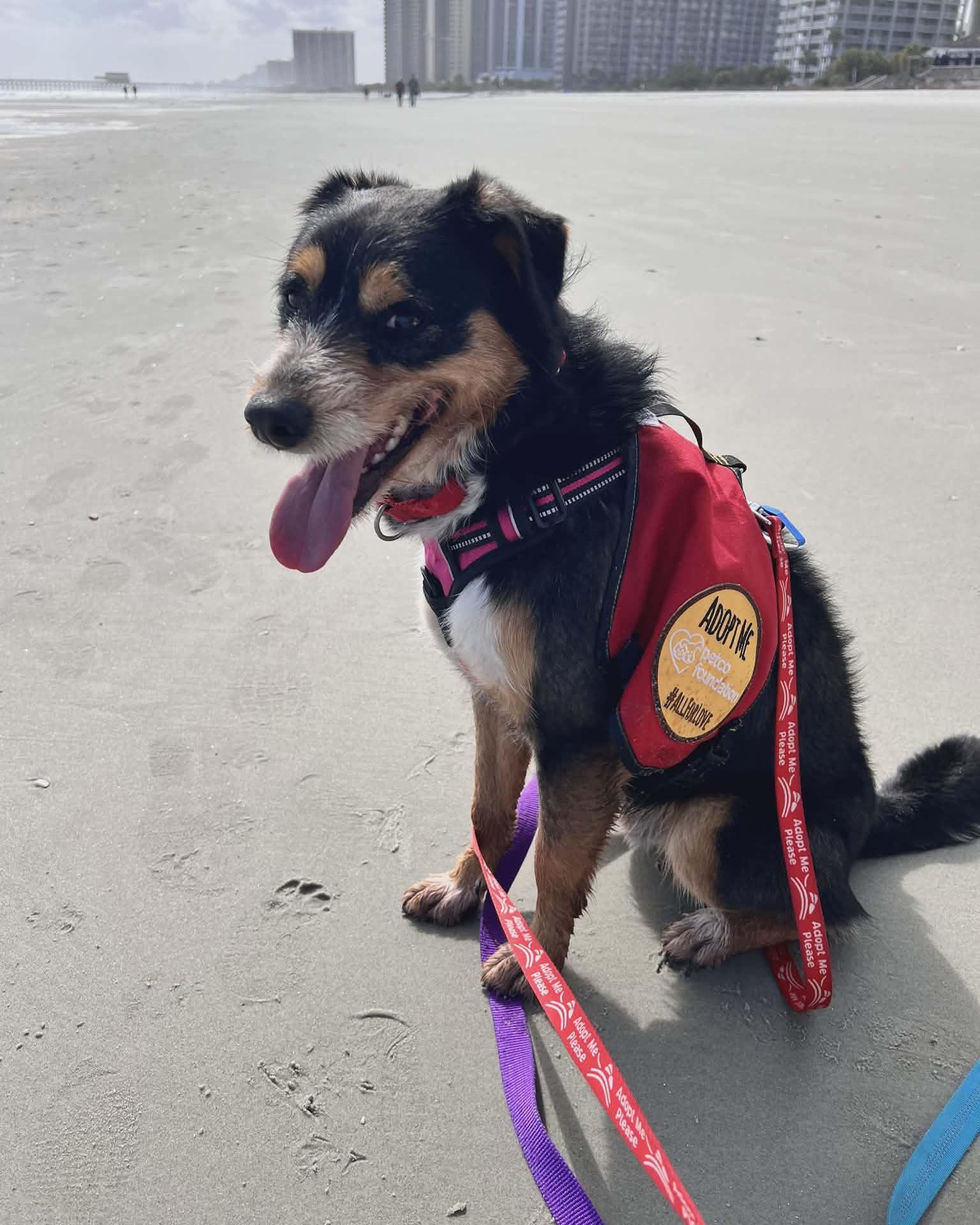 Apollo — thumbnail 4