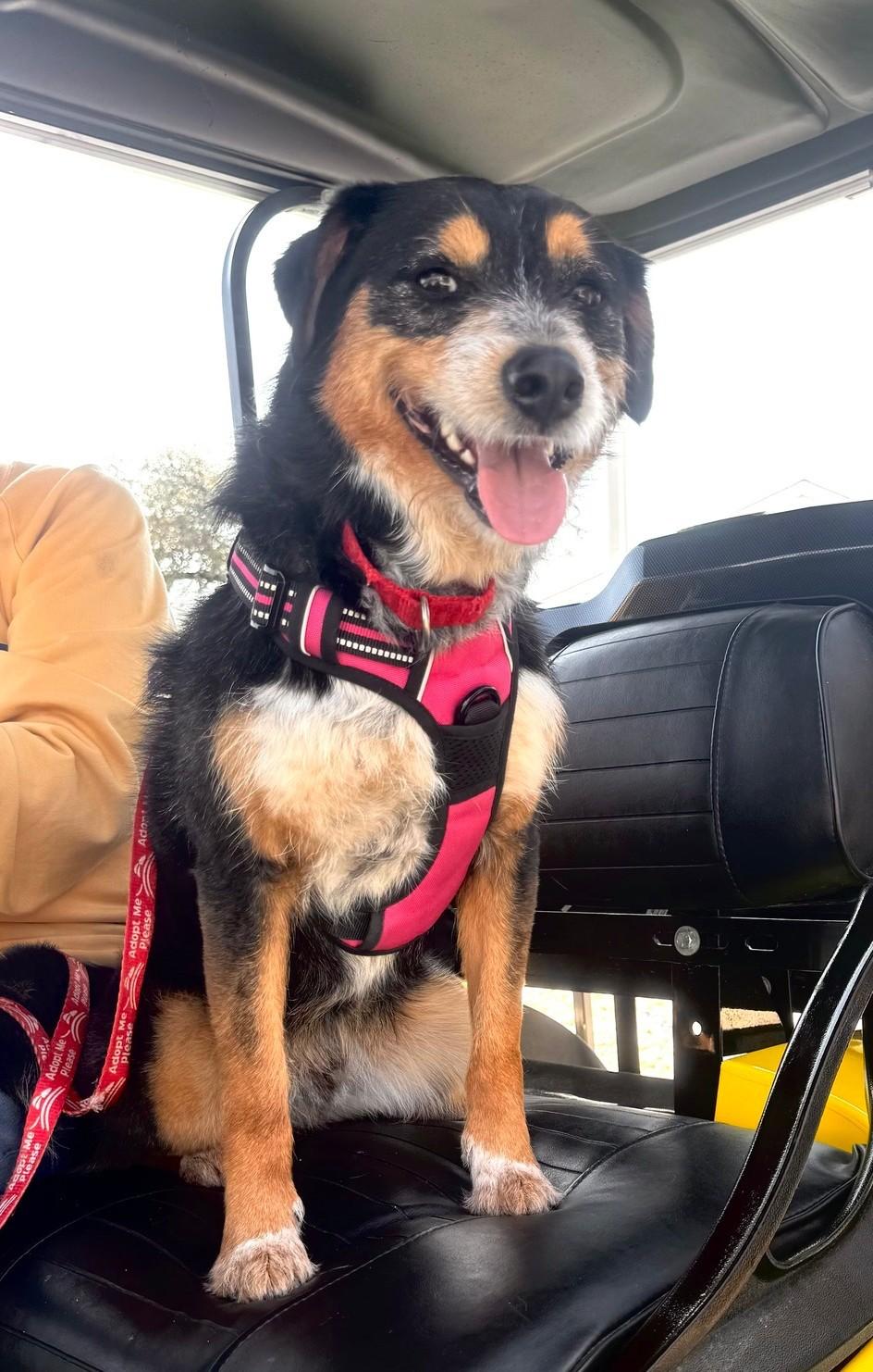 Apollo, a ADOPTABLE Mixed Breed in North Myrtle Beach, SC image 3/6