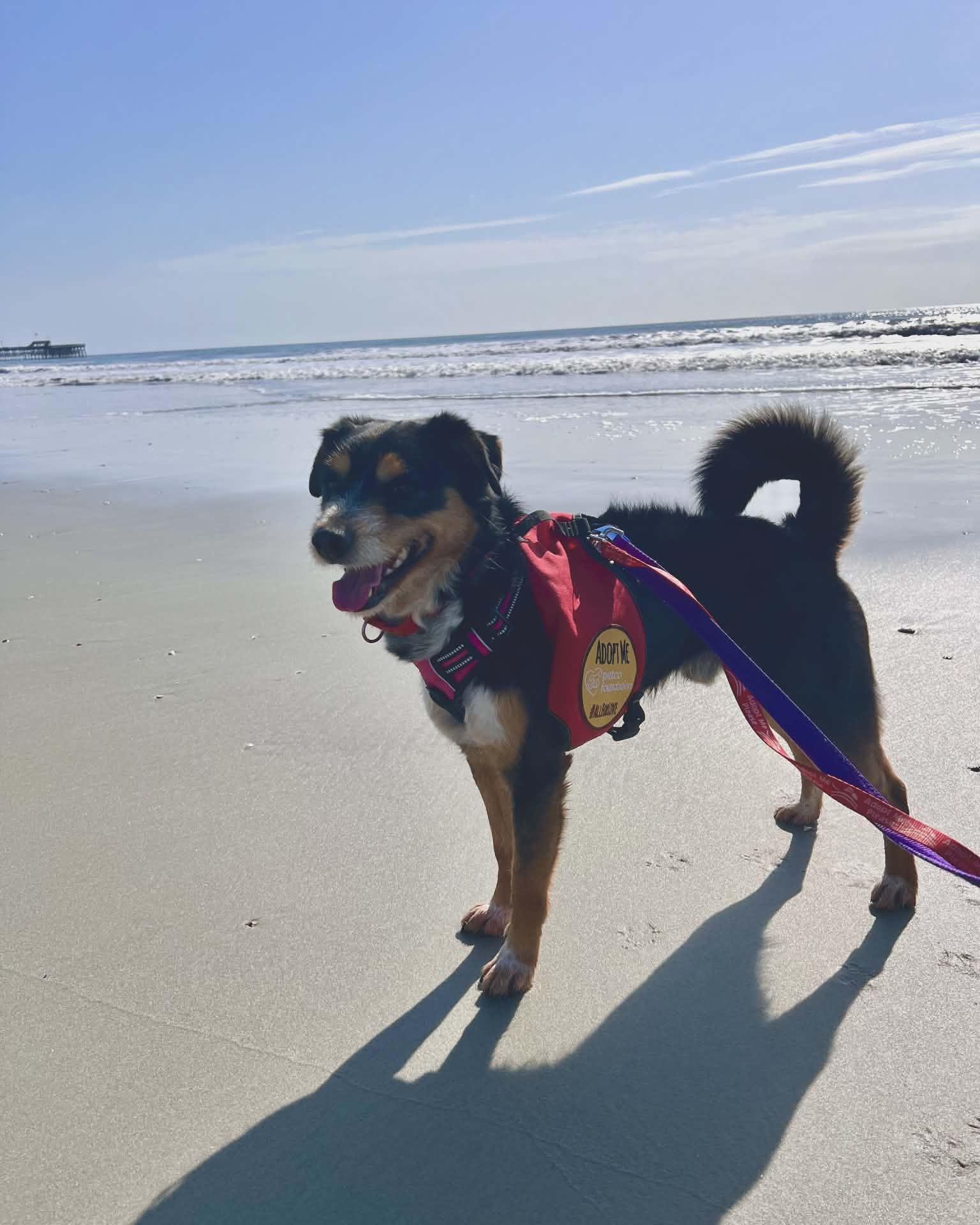 Apollo, a ADOPTABLE Mixed Breed in North Myrtle Beach, SC image 6/6