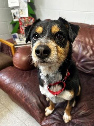 Enlarge Apollo, a ADOPTABLE Mixed Breed in North Myrtle Beach, SC image 2/6