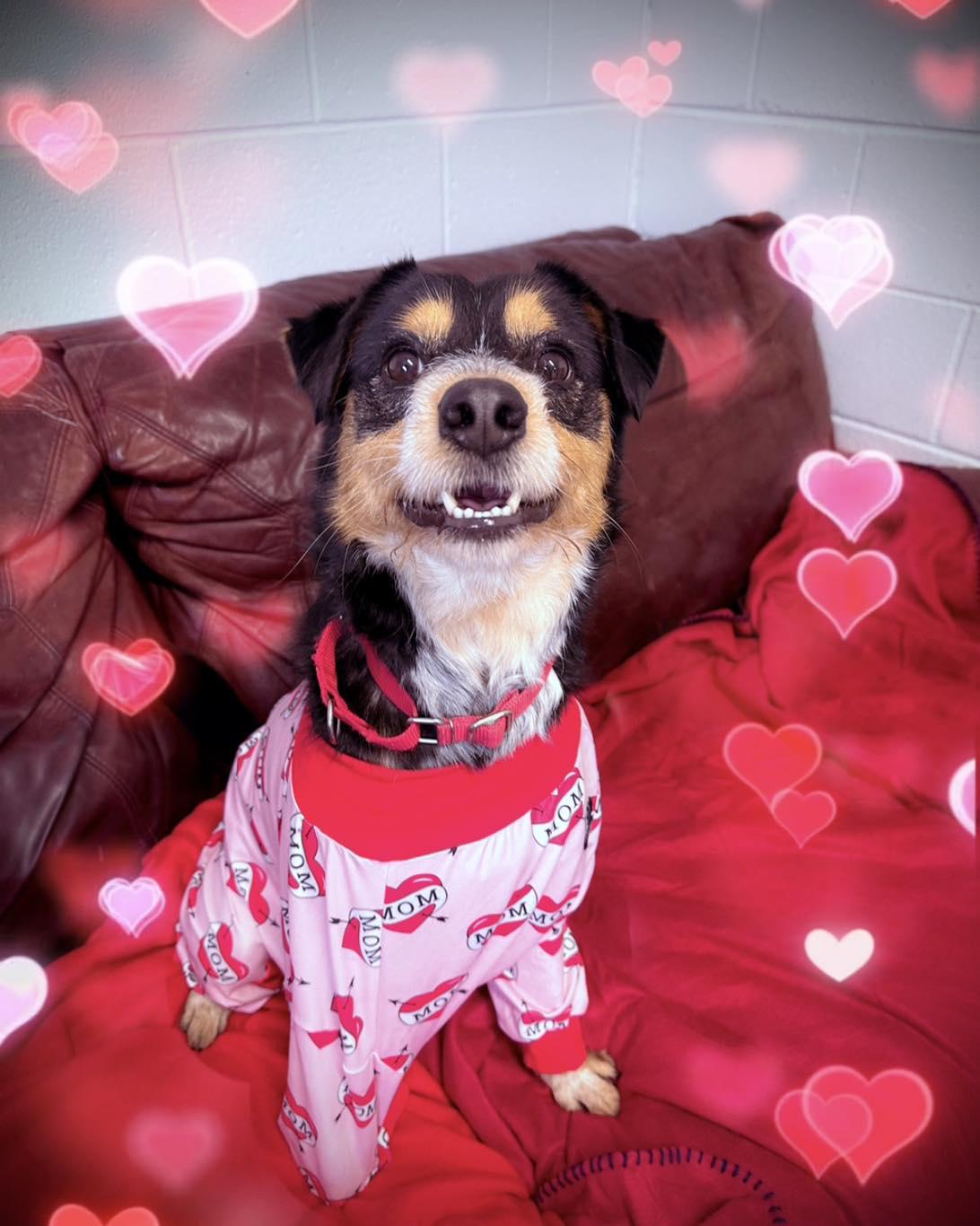 Enlarge Apollo, a ADOPTABLE Mixed Breed in North Myrtle Beach, SC image 3/6