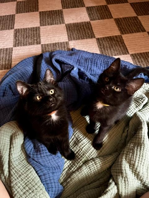 Keanu & Duke Kaboom, a ADOPTABLE Domestic Short Hair in Denver, CO image 2/3