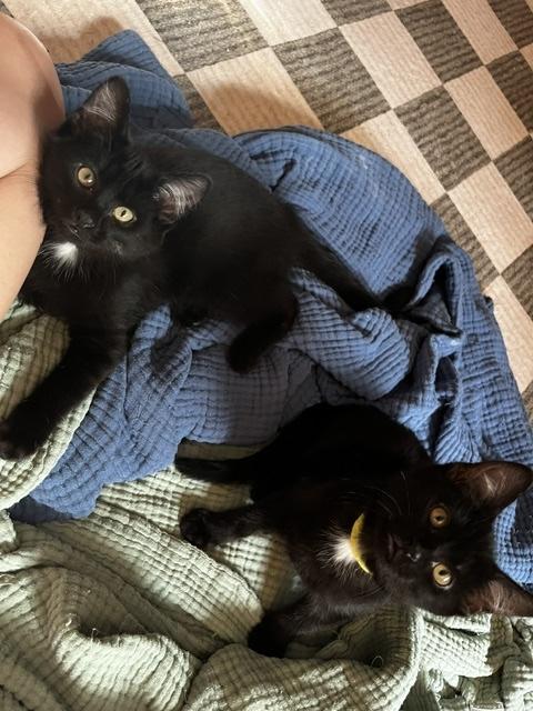 Keanu & Duke Kaboom, ADOPTABLE, Kitten Male Domestic Short Hair.
