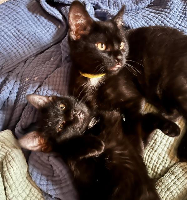Keanu & Duke Kaboom, a ADOPTABLE Domestic Short Hair in Denver, CO image 3/3