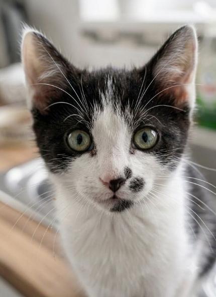 Milk, ADOPTABLE, Kitten Female American Shorthair.