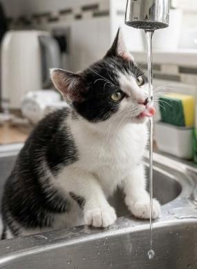 Enlarge Milk, a ADOPTABLE American Shorthair in Union City, NJ image 5/5