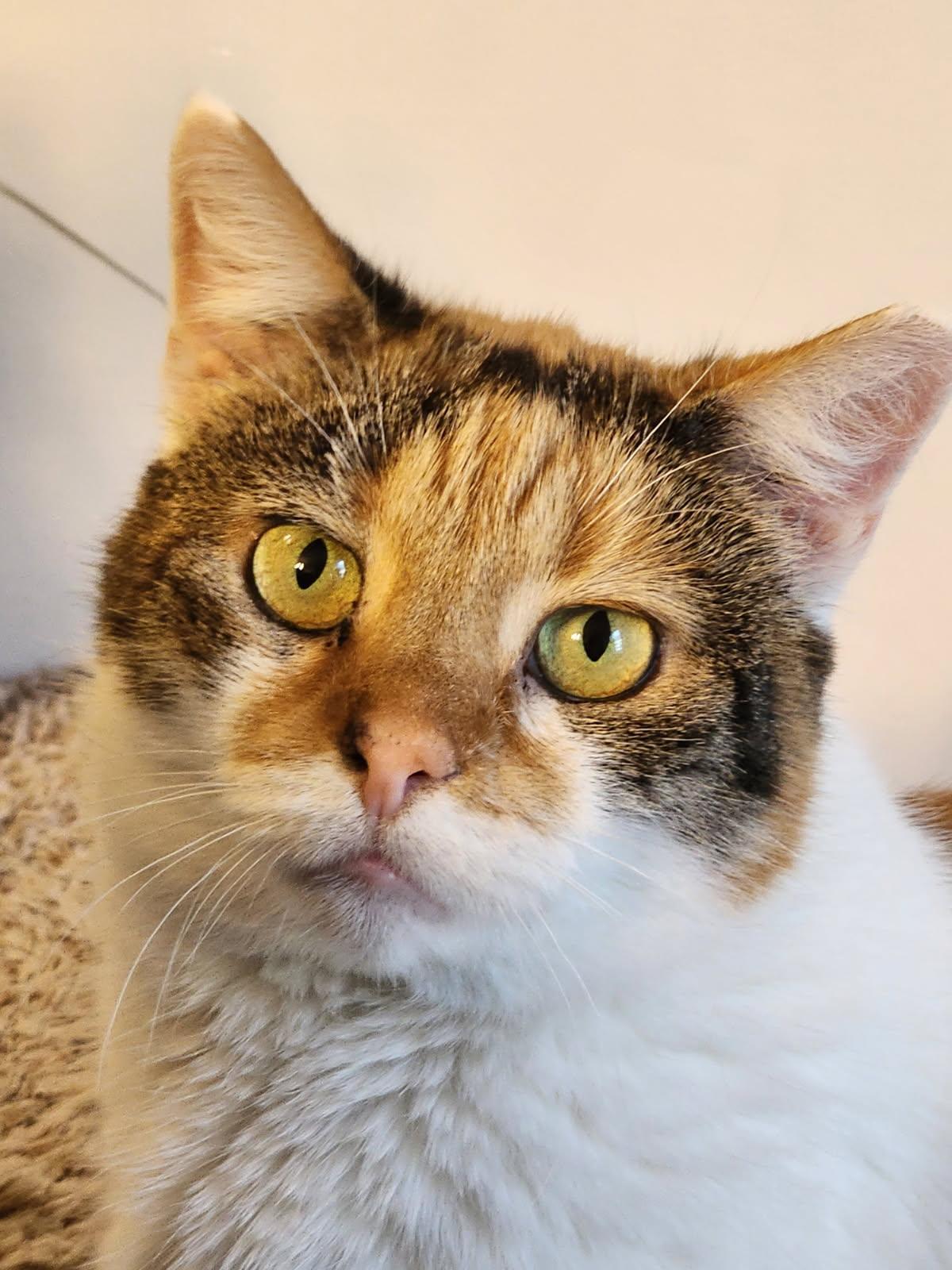 Carson, ADOPTABLE, Adult Female Domestic Short Hair.