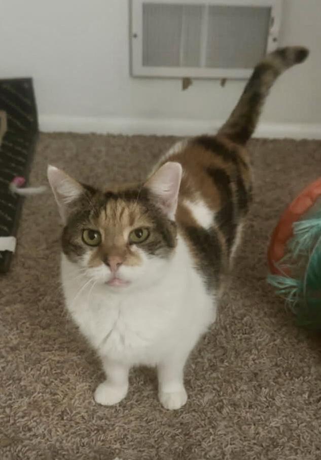 Carson, a ADOPTABLE Domestic Short Hair in CANONSBURG, PA image 1/3