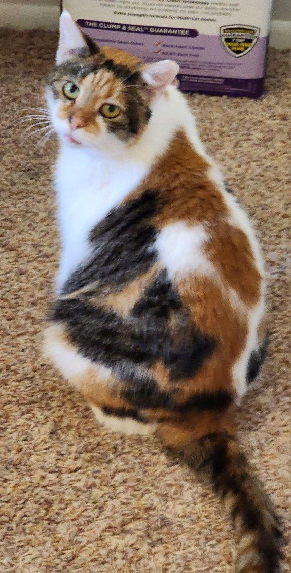 Enlarge Carson, a ADOPTABLE Domestic Short Hair in CANONSBURG, PA image 3/4