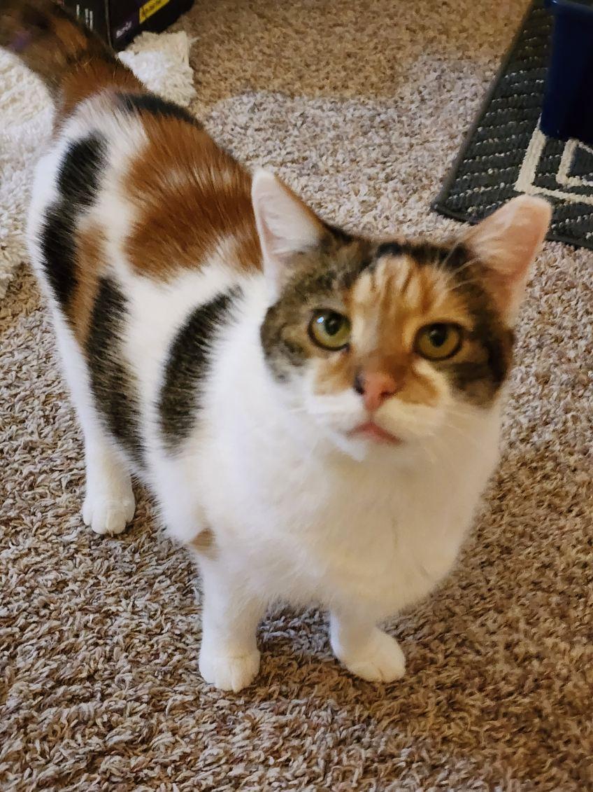 Enlarge Carson, a ADOPTABLE Domestic Short Hair in CANONSBURG, PA image 2/4