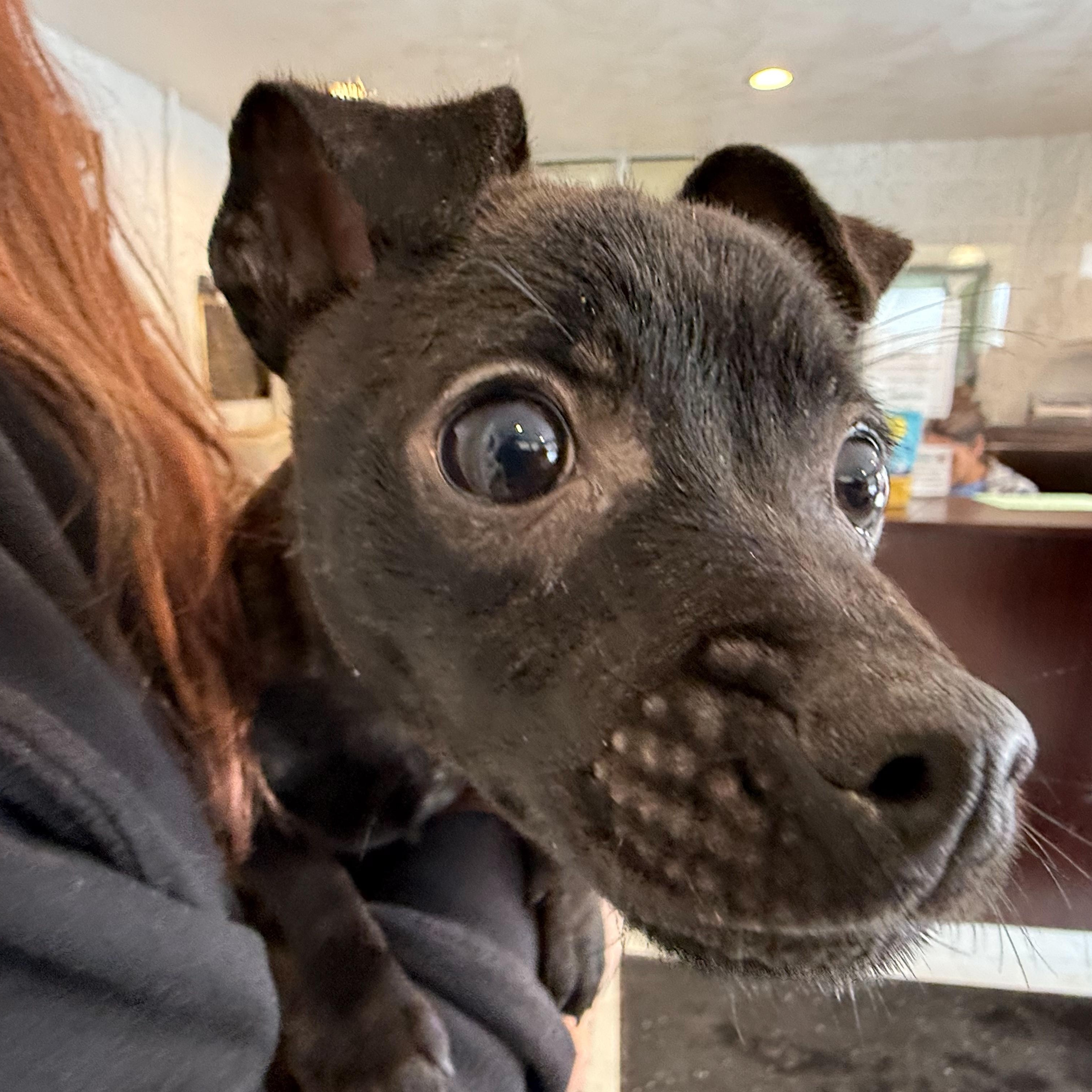 Enlarge Pedro, an adopted mixed breed in Latrobe, PA image 3/5