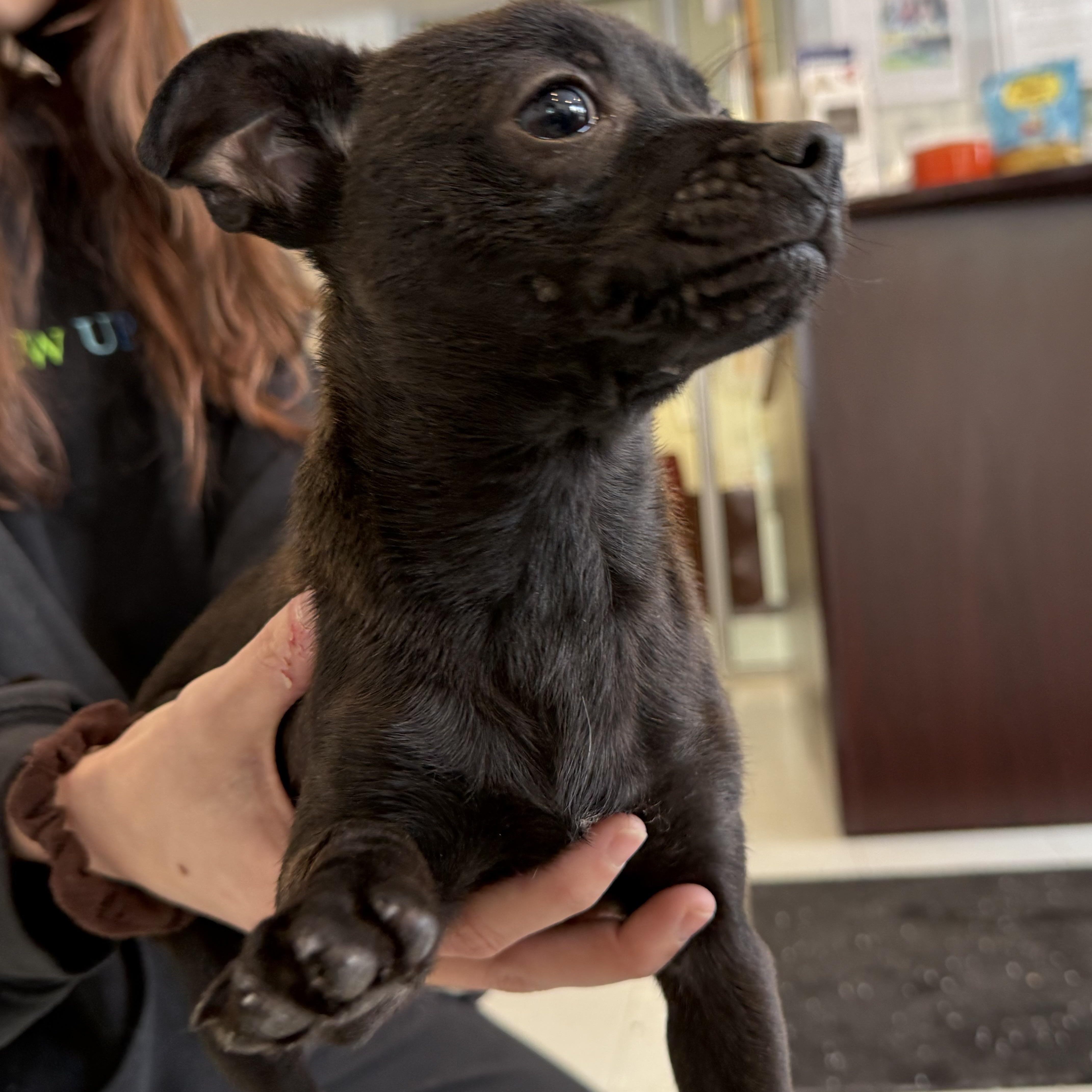 Enlarge Pedro, an adopted mixed breed in Latrobe, PA image 4/5