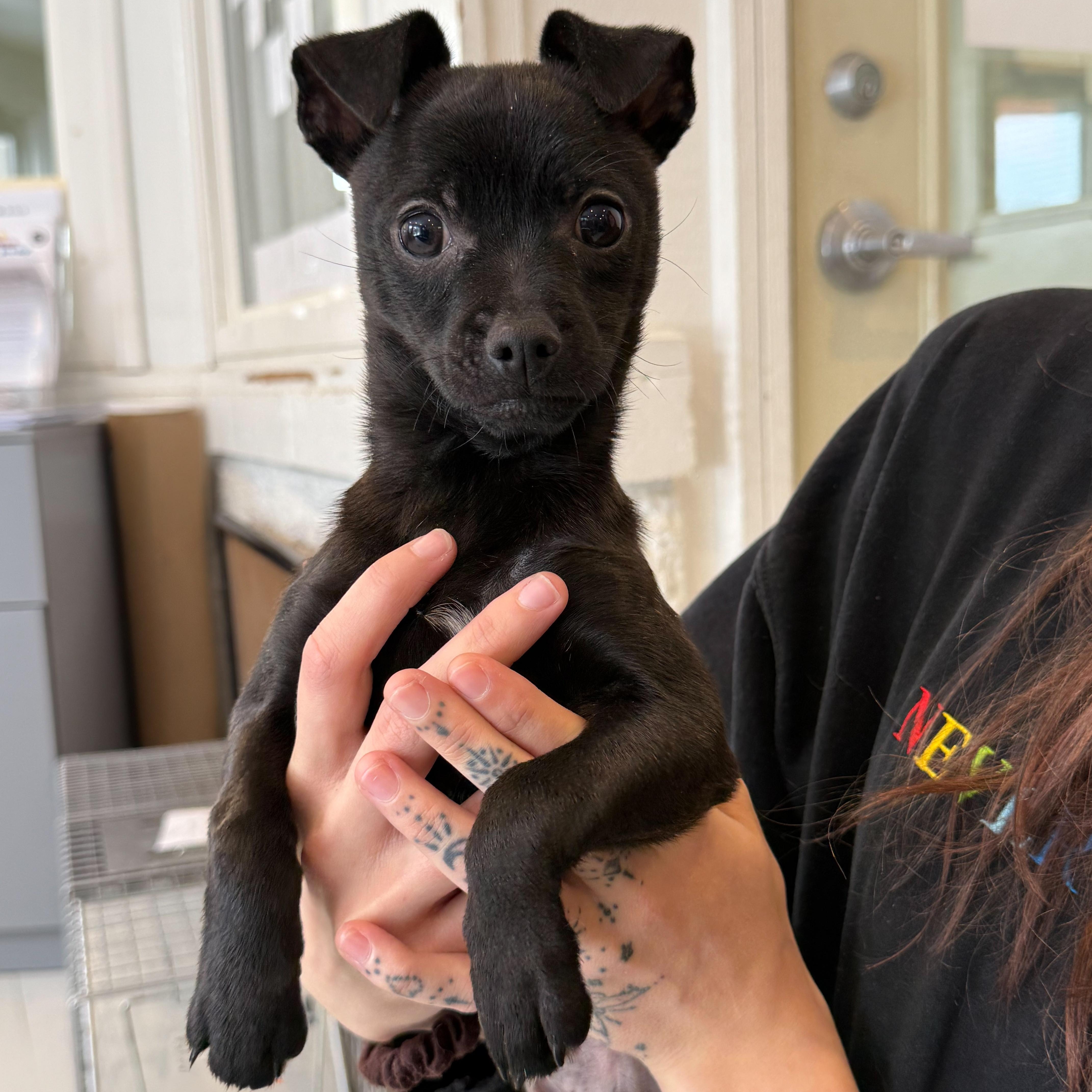 Enlarge Pedro, an adopted mixed breed in Latrobe, PA image 1/5