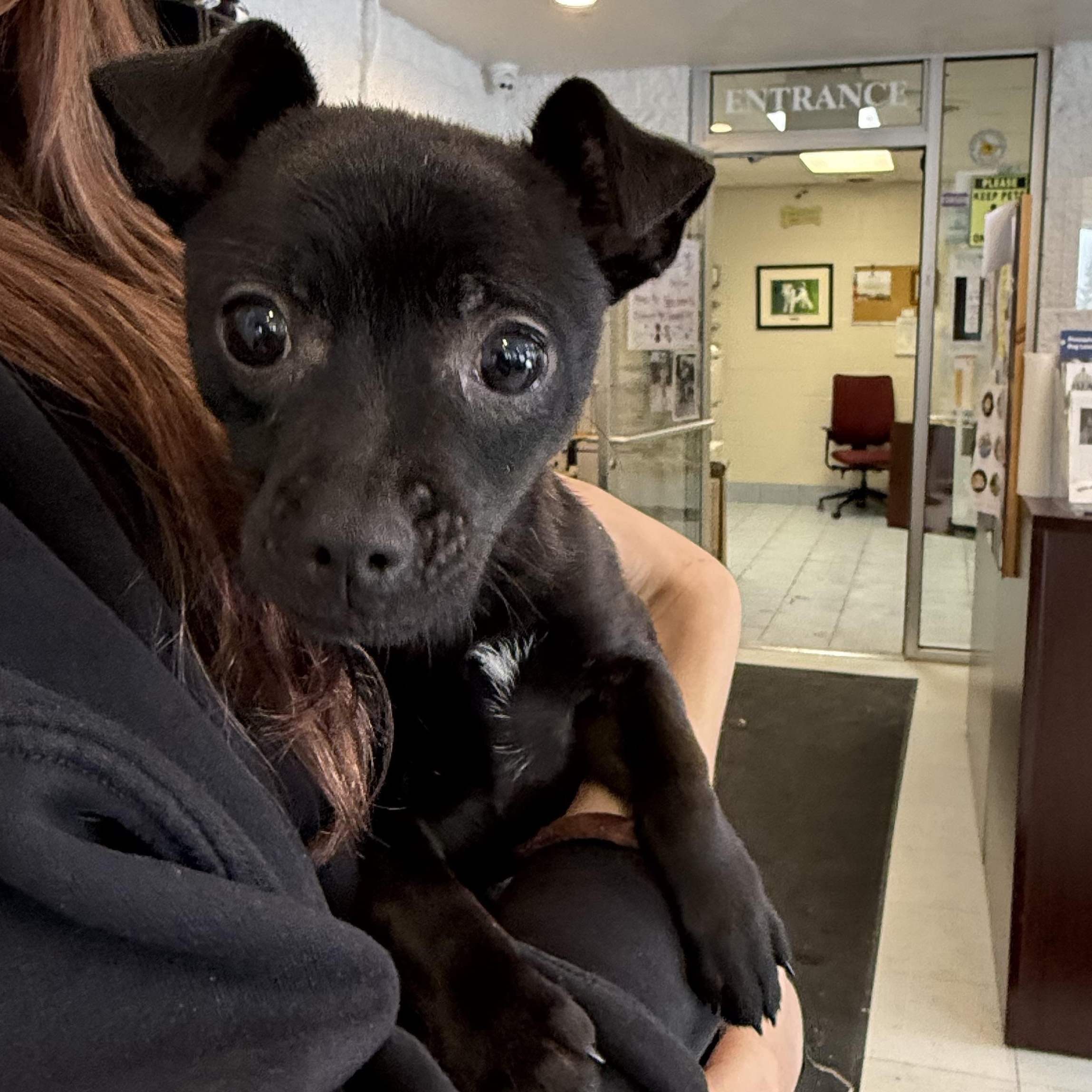 Enlarge Pedro, an adopted mixed breed in Latrobe, PA image 2/5