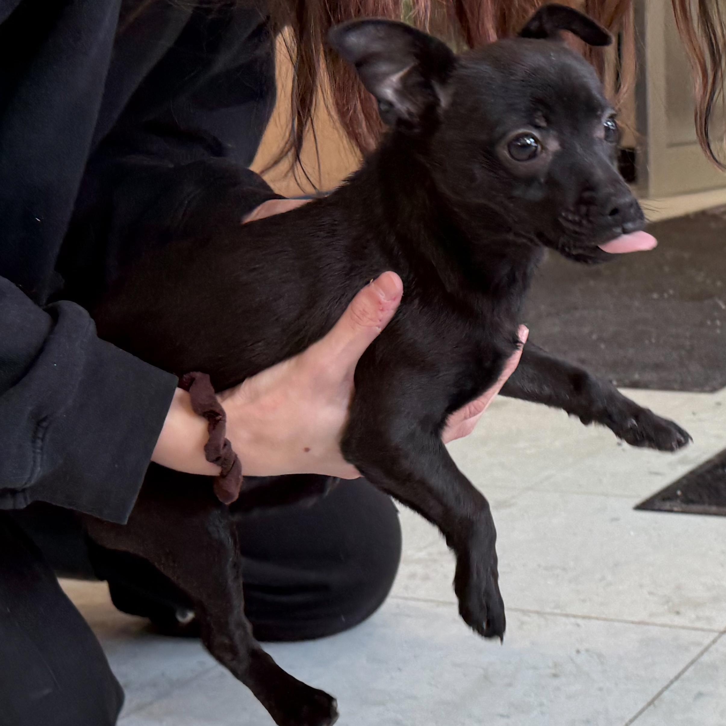 Enlarge Pedro, an adopted mixed breed in Latrobe, PA image 5/5