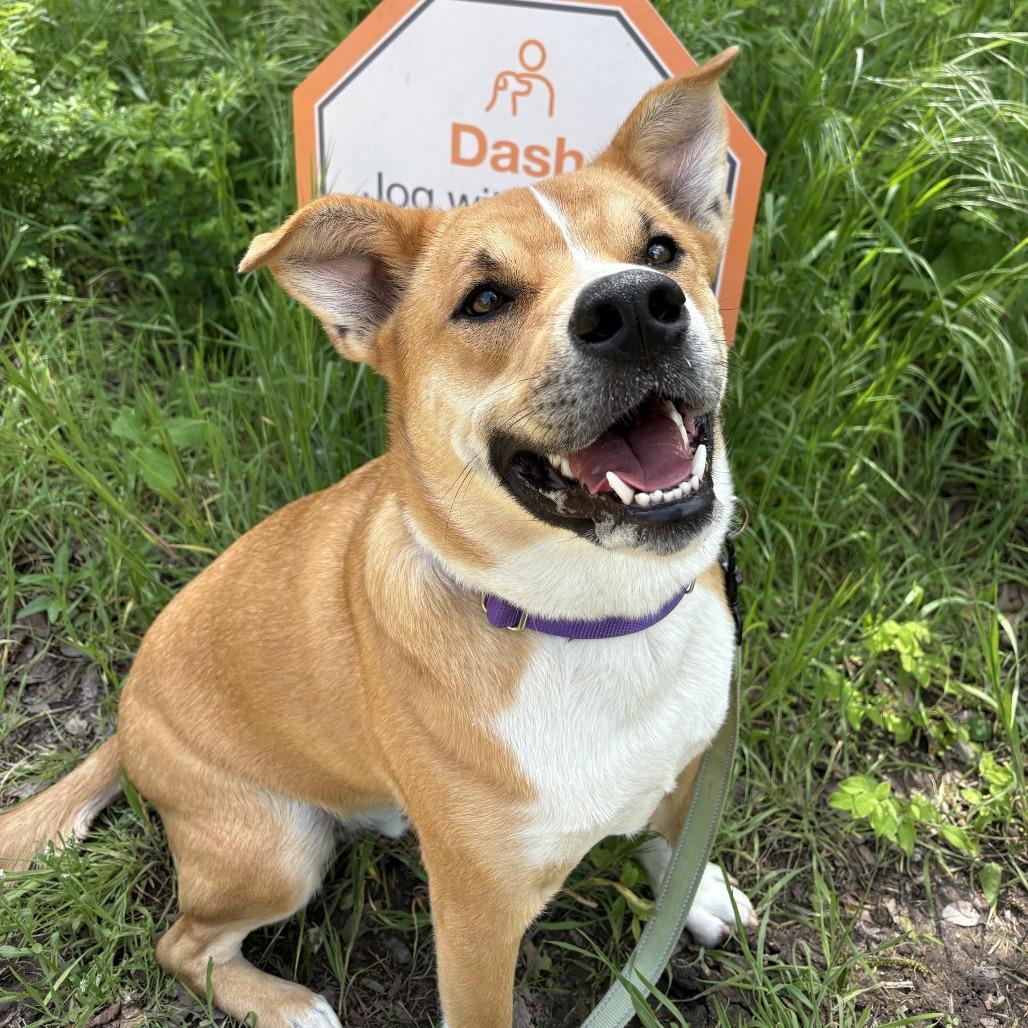 Dash Orion, Adoptable, Young Male Mixed Breed.