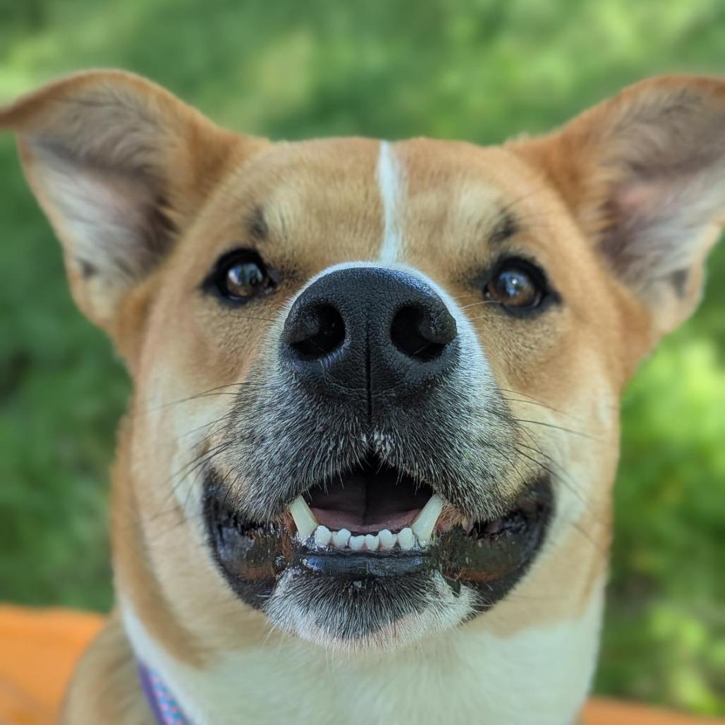 Enlarge Dash Orion, a Adoptable Mixed Breed in Bentonville, AR image 2/6