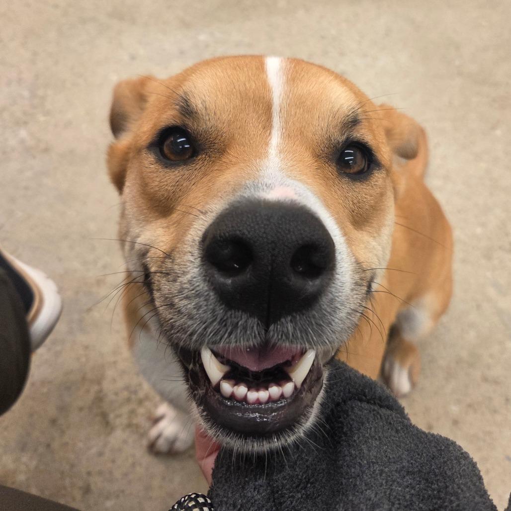 Enlarge Dash Orion, a Adoptable Mixed Breed in Bentonville, AR image 3/6
