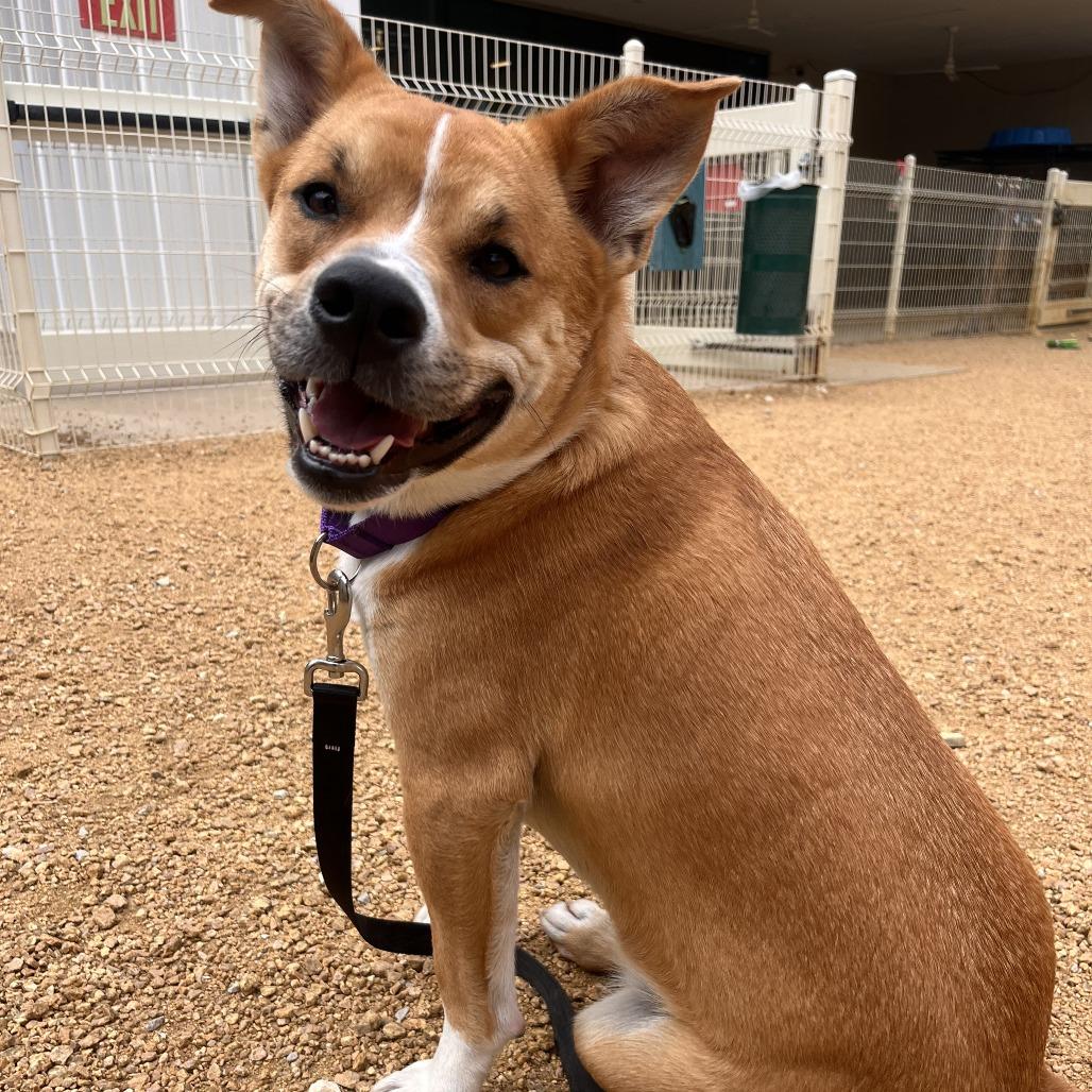 Enlarge Dash Orion, a Adoptable Mixed Breed in Bentonville, AR image 4/6