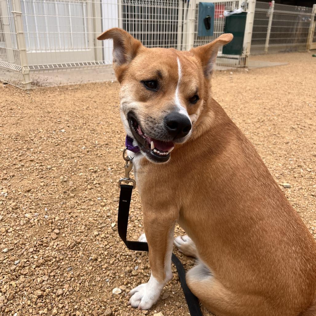Enlarge Dash Orion, a Adoptable Mixed Breed in Bentonville, AR image 5/6