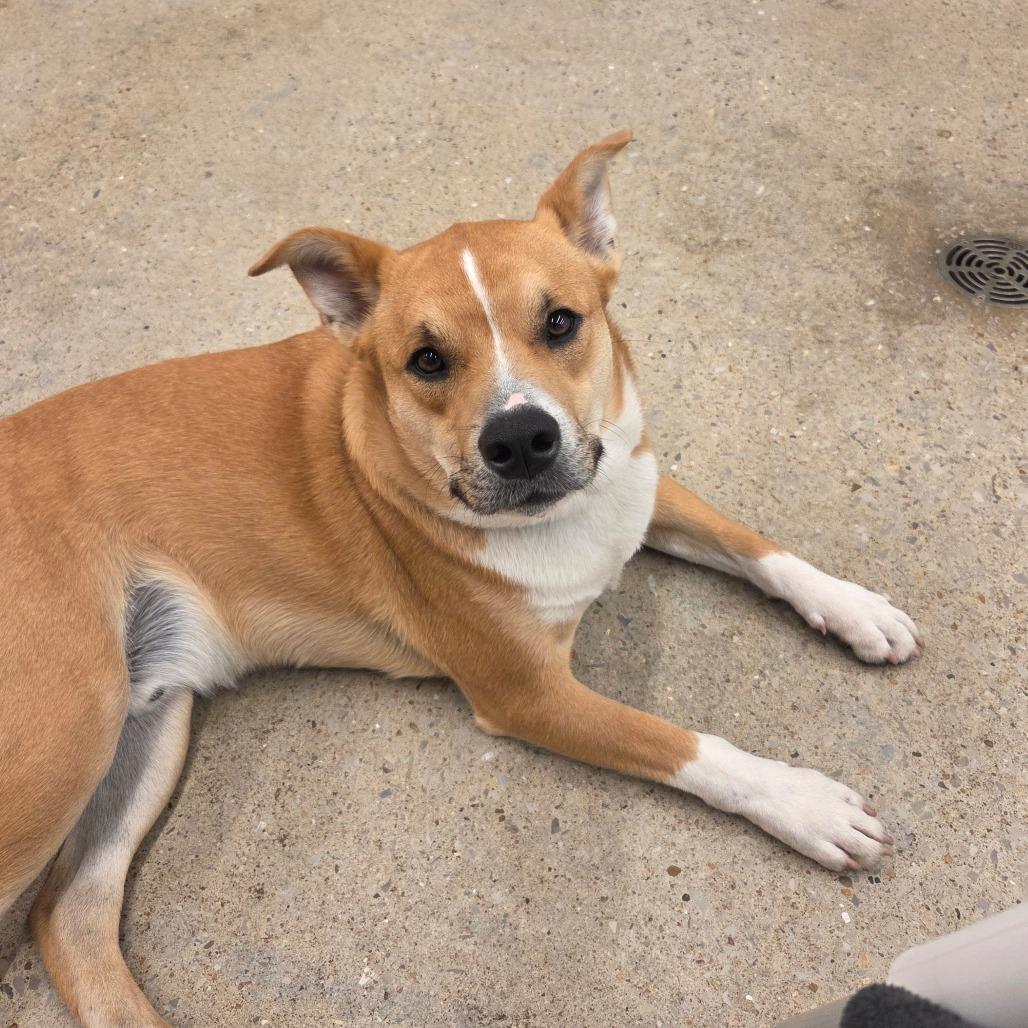 Enlarge Dash Orion, a Adoptable Mixed Breed in Bentonville, AR image 6/6