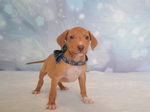 DUSTIN, Adoptable, Puppy Male Chihuahua & Mixed Breed.