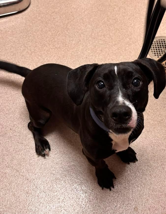 Brooks, a Adoptable mixed breed in Madison, GA image 1/3