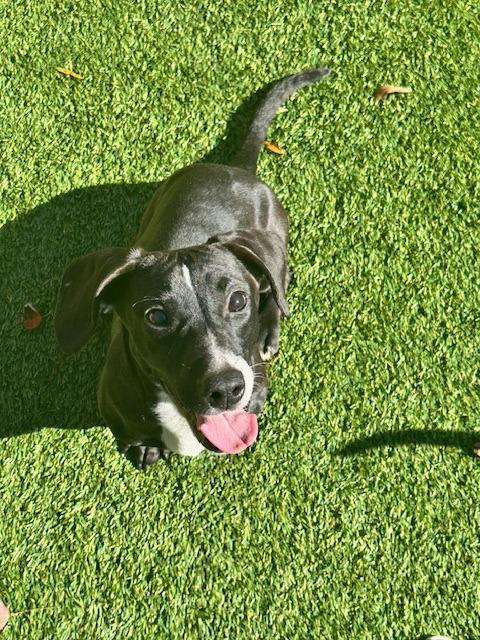 Brooks, a Adoptable mixed breed in Madison, GA image 2/3
