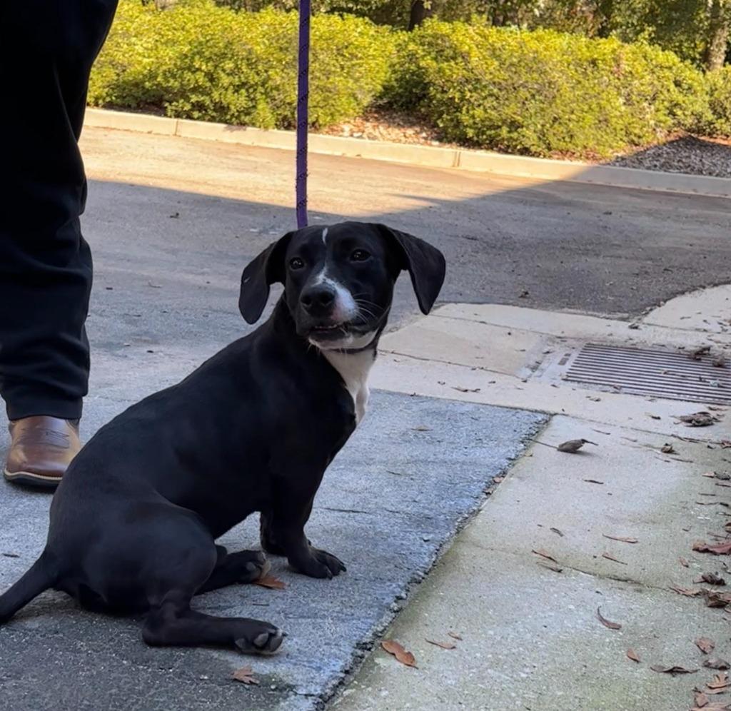 Brooks, a Adoptable mixed breed in Madison, GA image 3/3