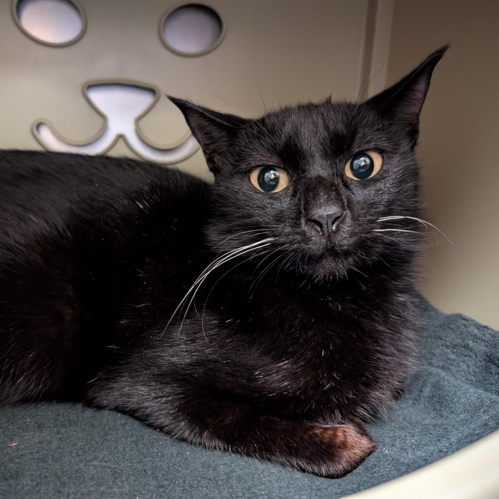 Enlarge Raven, a Adoptable Domestic Short Hair in Titusville, FL image 1/1