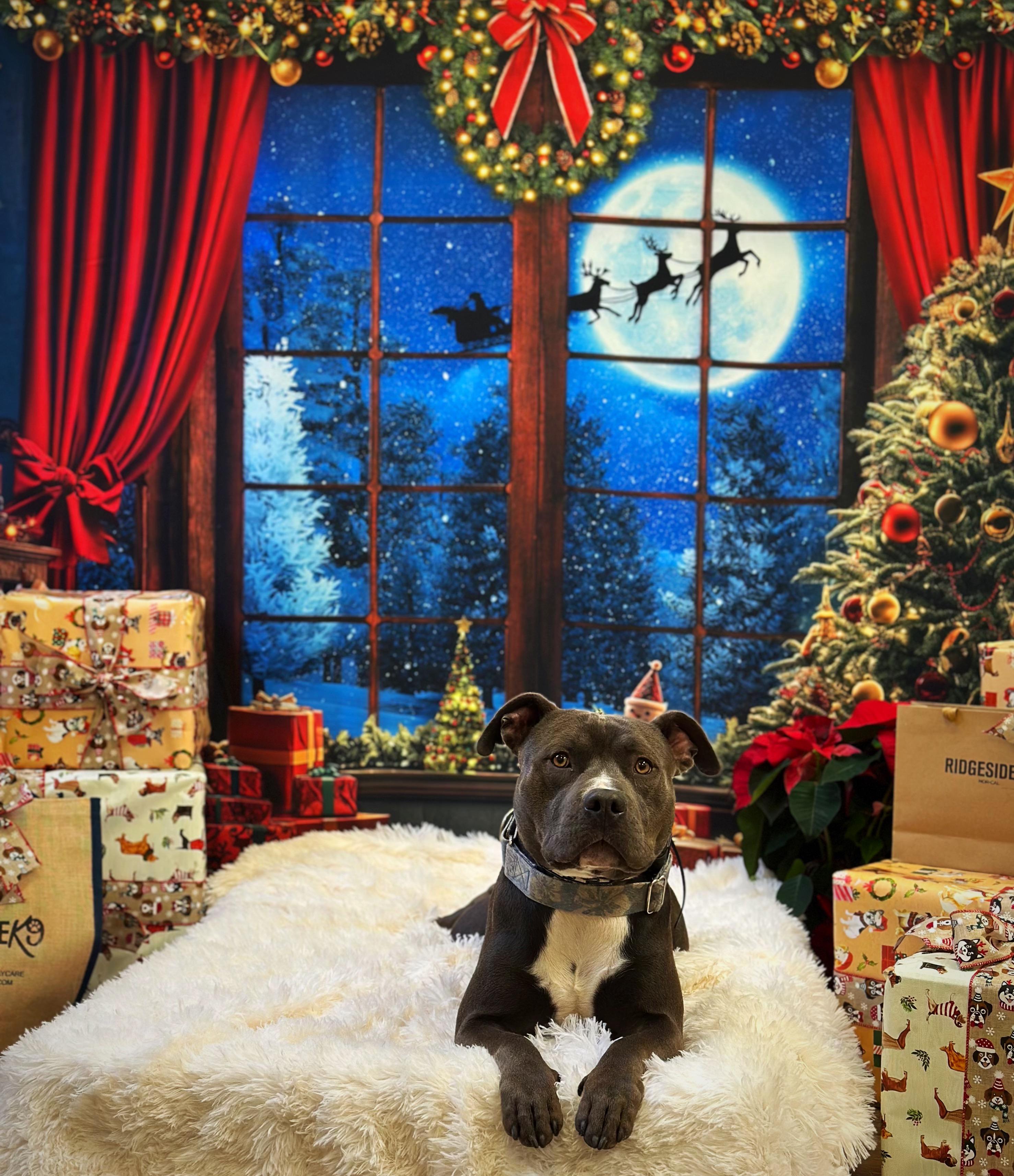 Enlarge Benny, a Adoptable mixed breed in Roseville, CA image 6/6