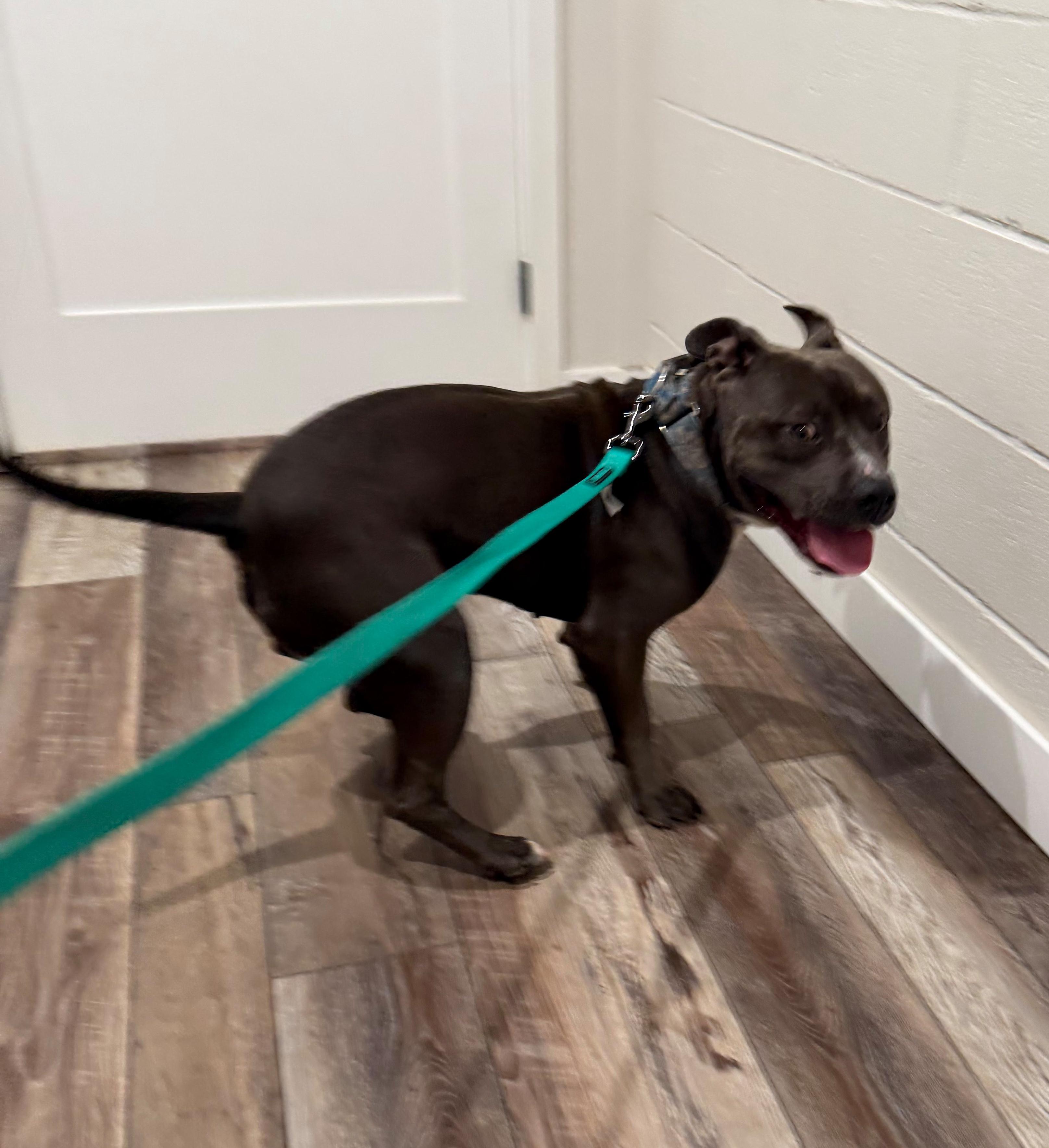 Enlarge Benny, a Adoptable mixed breed in Roseville, CA image 2/6