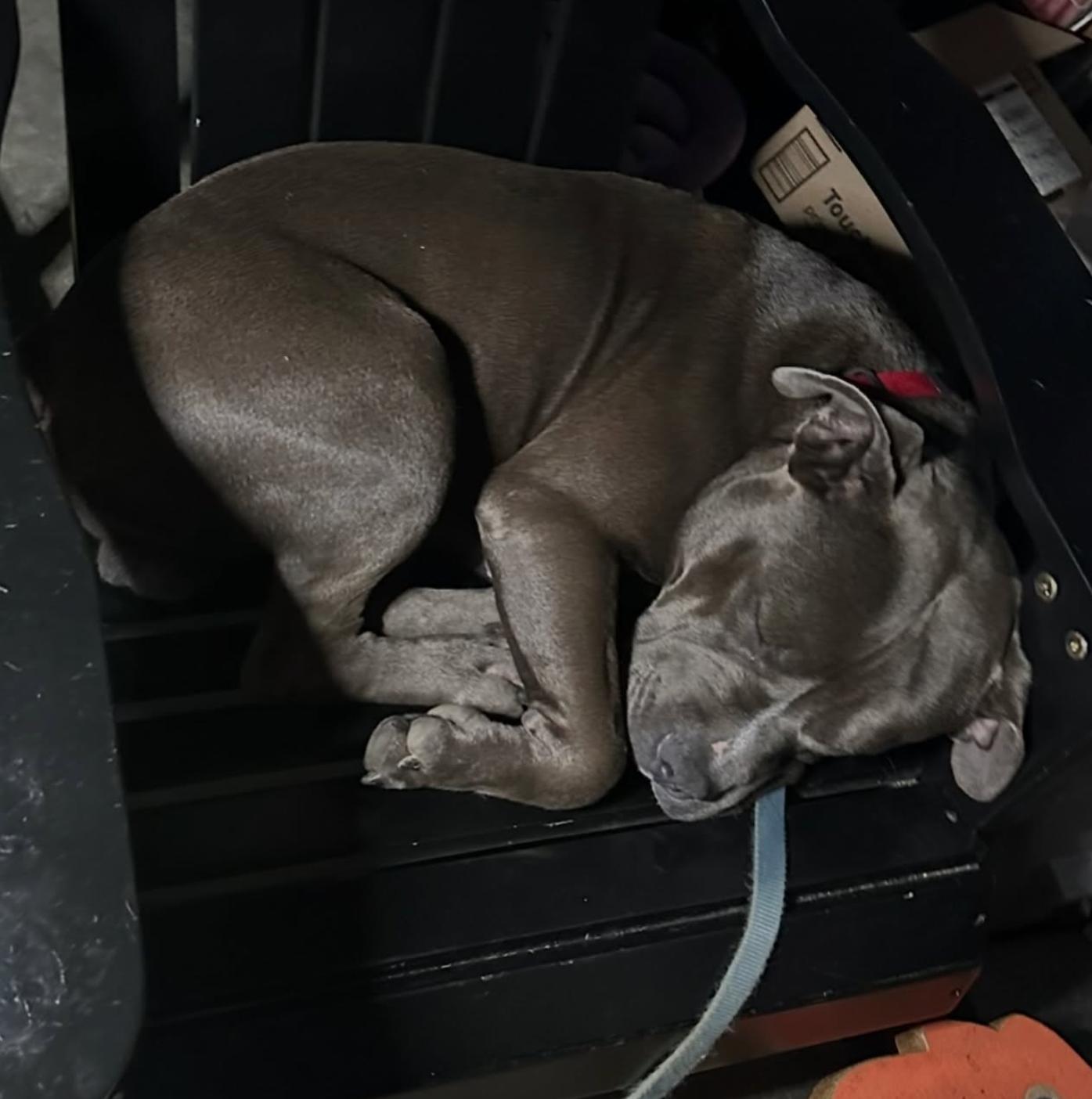 Enlarge Benny, a Adoptable Pit Bull Terrier in Roseville, CA image 4/4