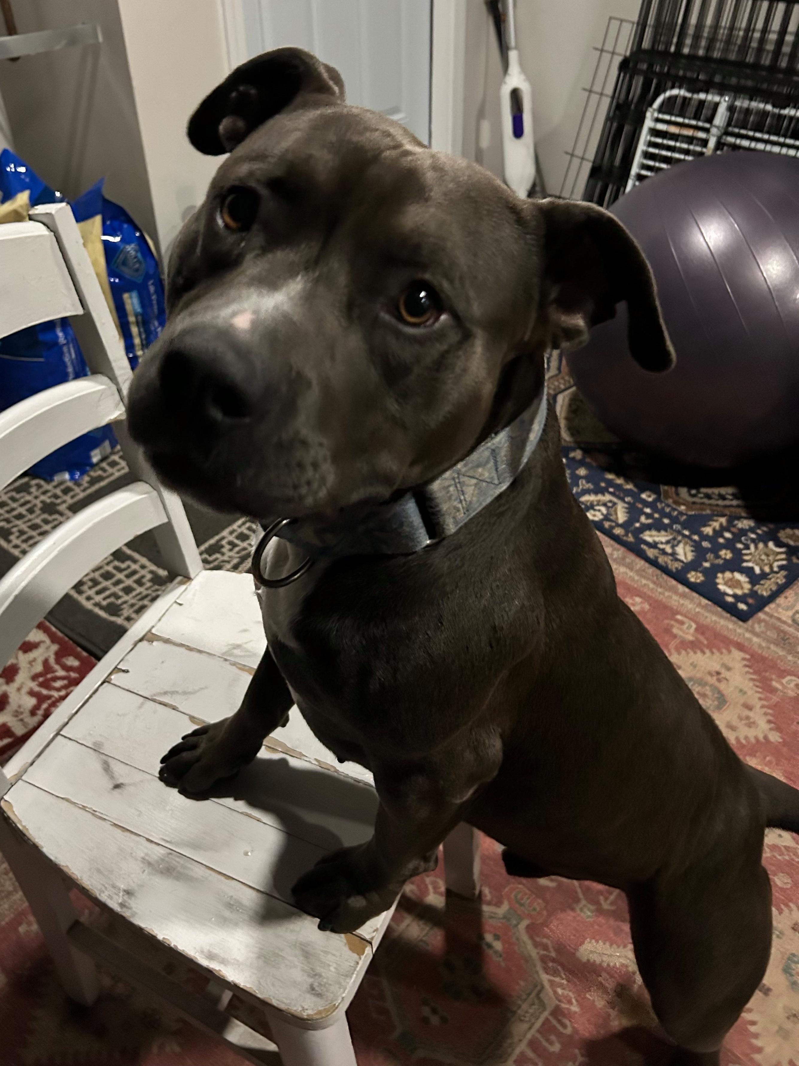 Enlarge Benny, a Adoptable mixed breed in Roseville, CA image 3/6