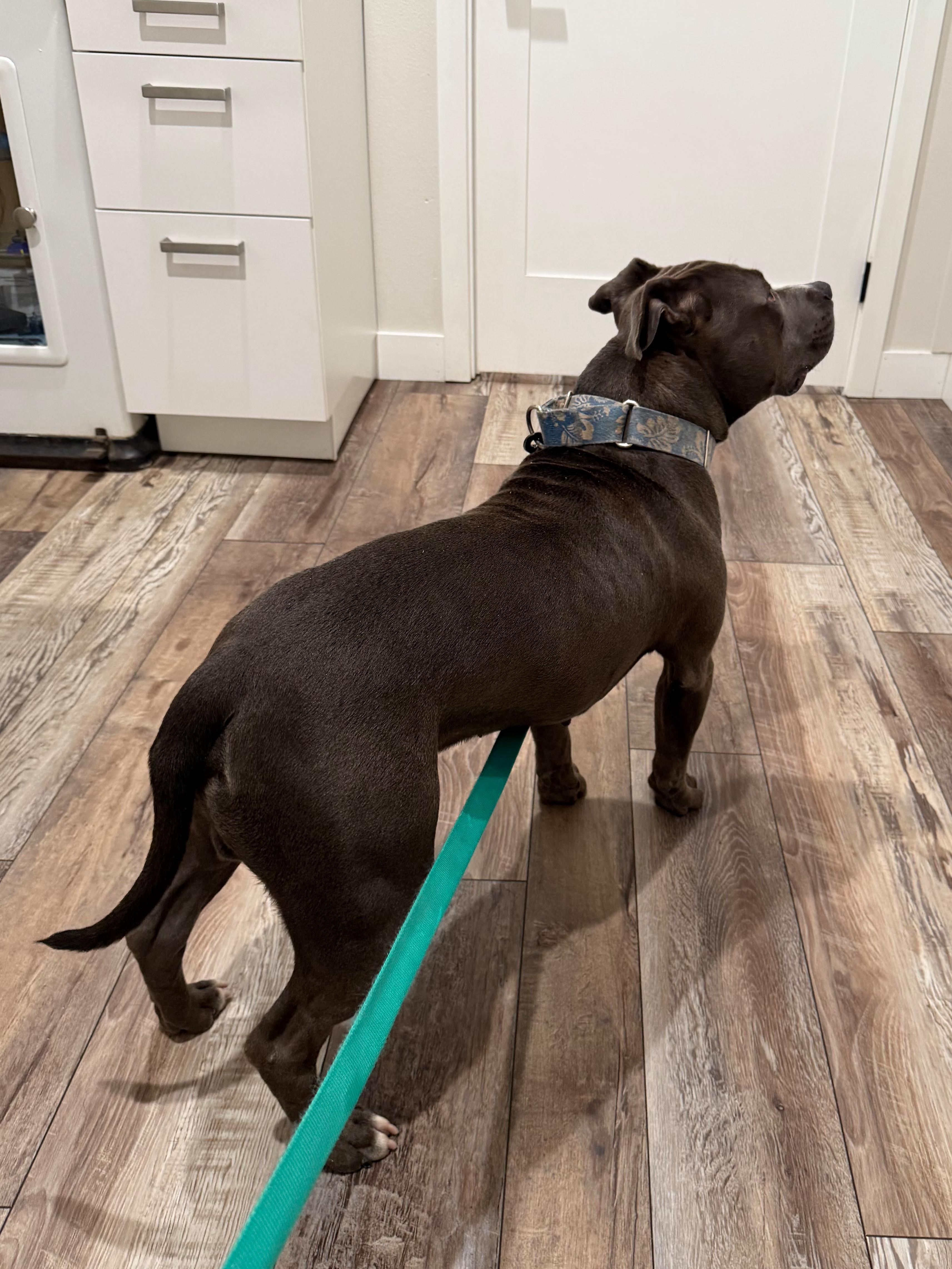 Enlarge Benny, a Adoptable mixed breed in Roseville, CA image 5/6