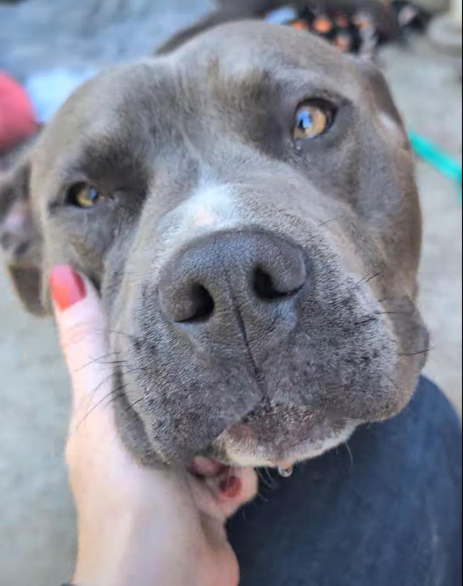 Benny, Adoptable, Young Male Pit Bull Terrier.