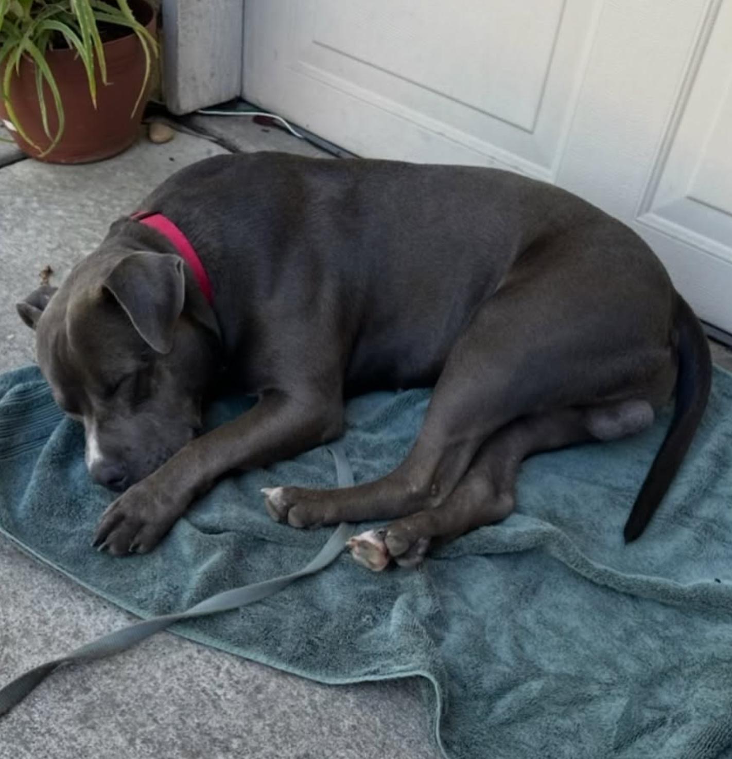 Enlarge Benny, a Adoptable Pit Bull Terrier in Roseville, CA image 3/4