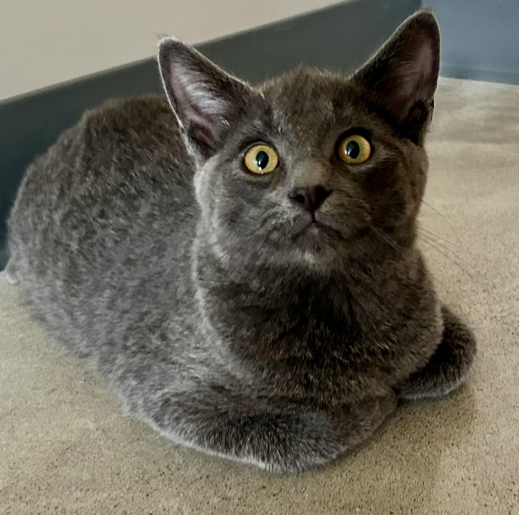 Enlarge Shady, a ADOPTABLE mixed breed in Sandusky, MI image 1/1