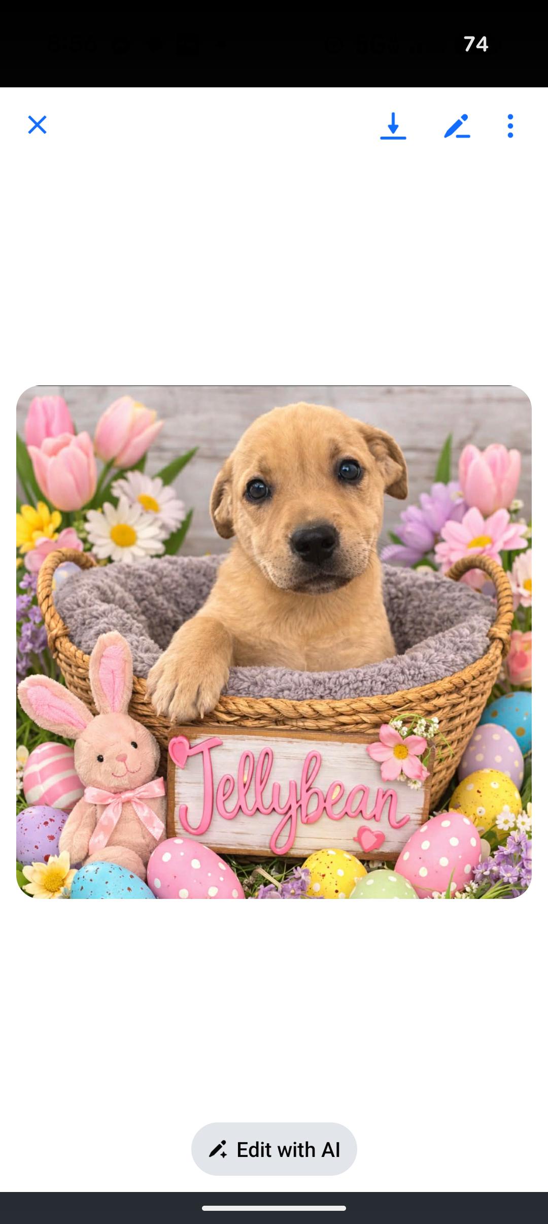 Enlarge JELLYBEAN , a ADOPTABLE mixed breed in Browns Mills, NJ image 2/3